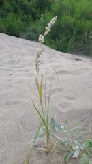 Panicum racemosum