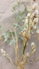 Panicum racemosum