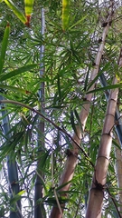 Phyllostachys aureosulcata