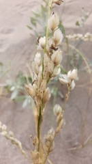Panicum racemosum