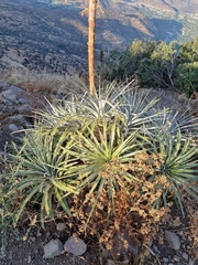 Puya alpestris