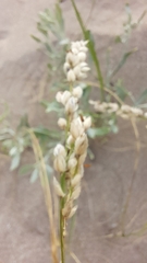 Panicum racemosum
