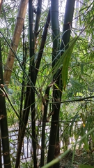 Phyllostachys aureosulcata