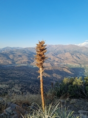 Puya alpestris