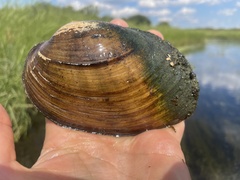 Ortmanniana ligamentina