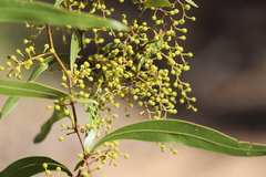 Acacia neriifolia