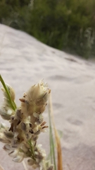Panicum racemosum