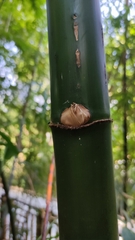 Phyllostachys aureosulcata