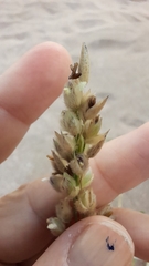 Panicum racemosum