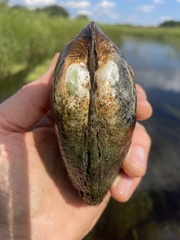 Ortmanniana ligamentina