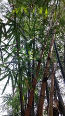 Phyllostachys aureosulcata