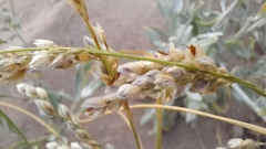 Panicum racemosum