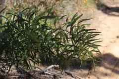 Acacia neriifolia