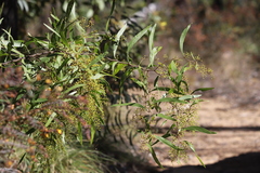 Acacia neriifolia