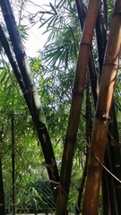 Phyllostachys aureosulcata