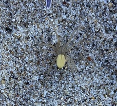 Cheiracanthium mildei