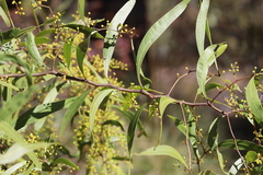 Acacia neriifolia