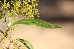 Acacia neriifolia