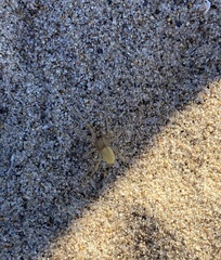 Cheiracanthium mildei