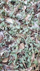 Ceanothus diversifolius