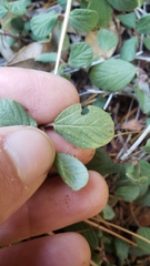 Ceanothus diversifolius