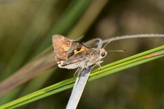 Trapezites phigalioides