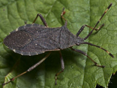 Gelonus tasmanicus