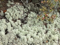 Cladonia stellaris