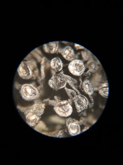 Enchylium polycarpon