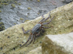 Grapsus tenuicrustatus