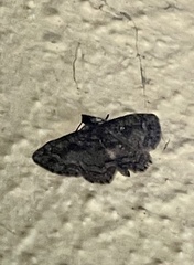 Chloroclystis filata