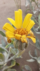 Senecio crassiflorus