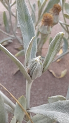 Senecio crassiflorus