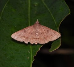 Hypospila bolinoides