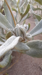 Senecio crassiflorus