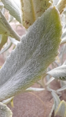 Senecio crassiflorus