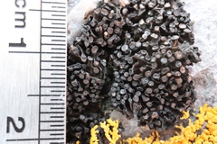 Enchylium polycarpon