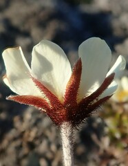 Dryas integrifolia