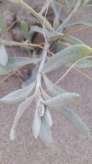 Senecio crassiflorus