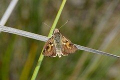 Trapezites phigalioides