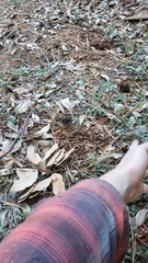 Ceanothus diversifolius