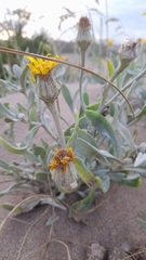 Senecio crassiflorus