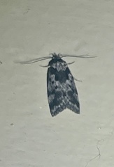 Barea confusella