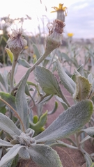 Senecio crassiflorus