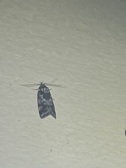Barea confusella