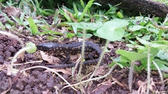 Lepidophyma flavimaculatum