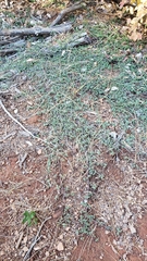 Ceanothus diversifolius