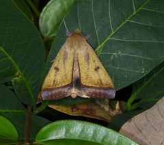 Ophiusa trapezium