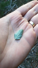Ceanothus diversifolius