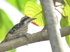 Yungipicus moluccensis